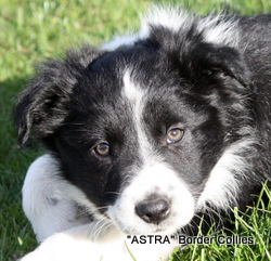 Black and white, female, border collie puppy